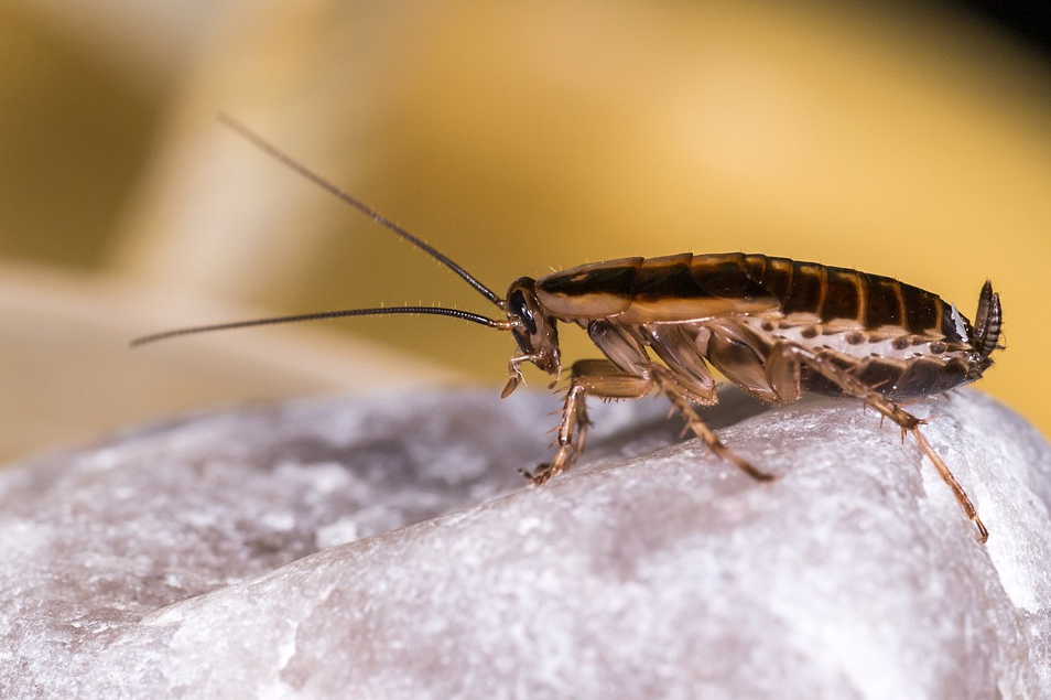 Кто должен избавляться от тараканов в домах и квартирах: объяснение Госжилинспекции Коми