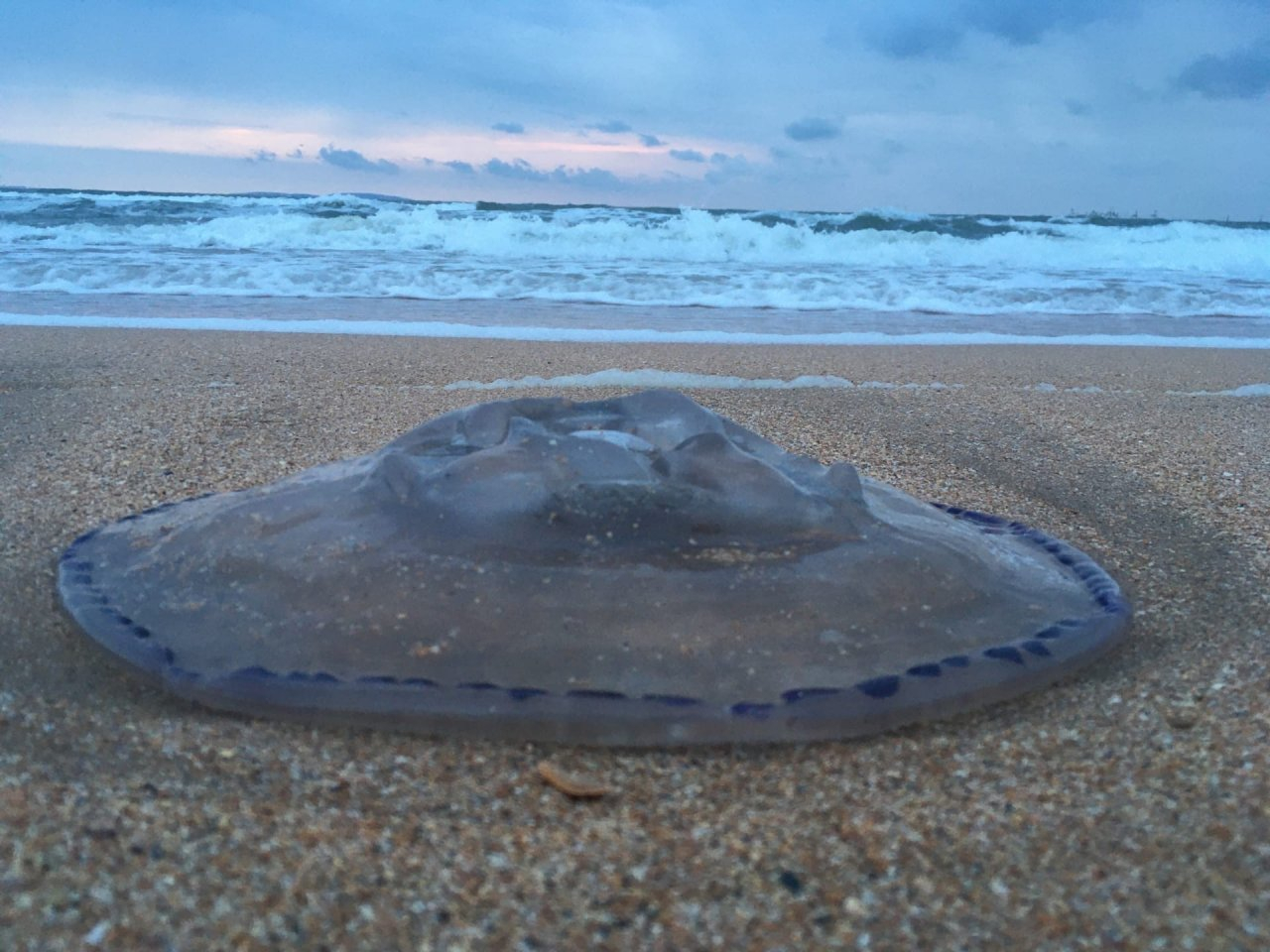 Фотограф из Сыктывкара заснял, как в Крыму на берег выбросило гигантских морских животных