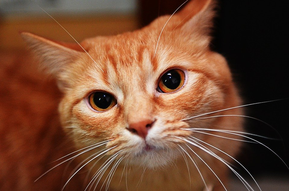 Лень – матушка: ученые выяснили, что коты не хотят трудиться даже за еду