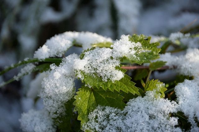 Жителям Коми пообещали снег в начале сентября