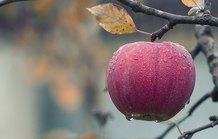 В Коми подешевели пылесосы, но подорожали яблоки