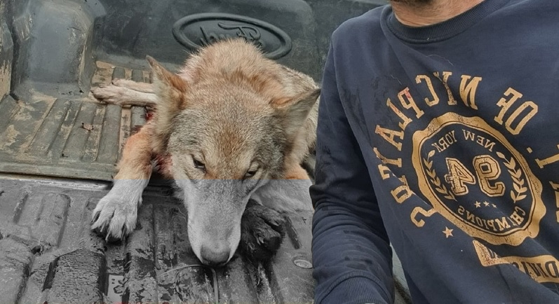 Сыктывкарец подстрелил матерую волчицу