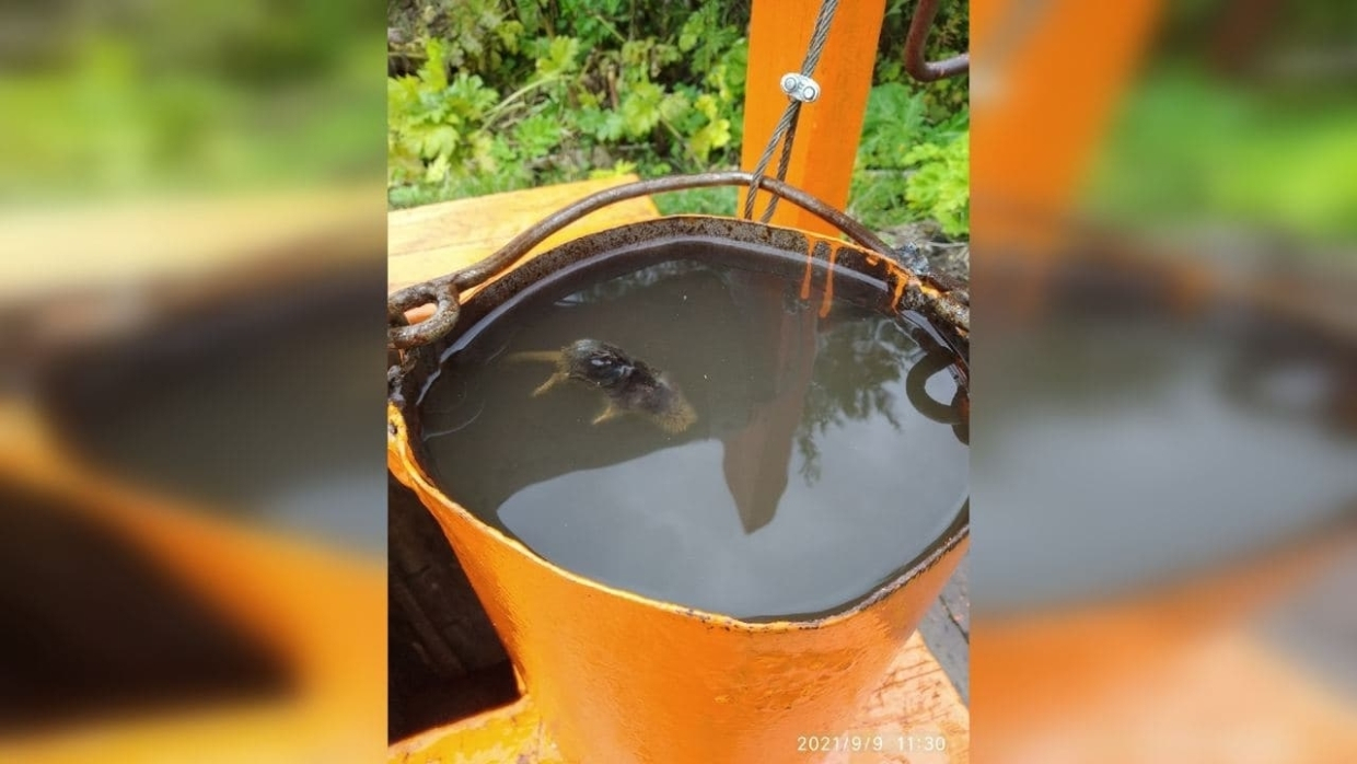 В коми поселке колодец заполнился мертвыми крысами