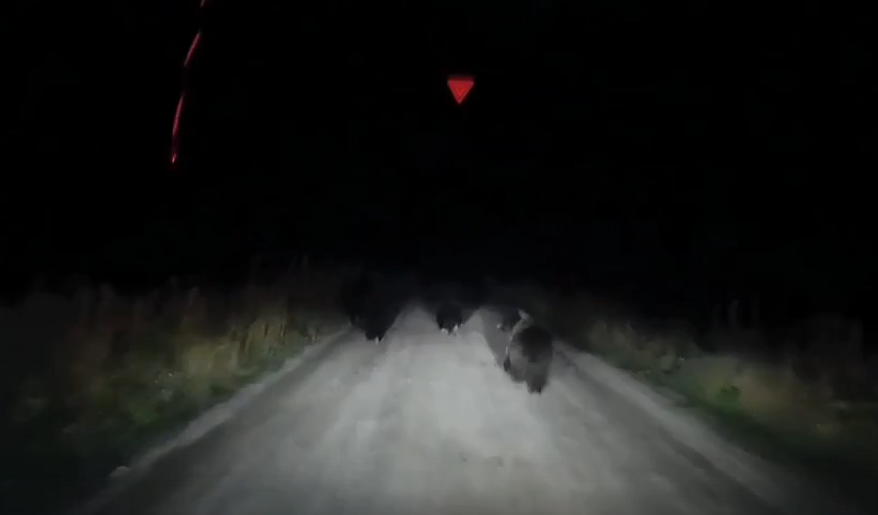 В Коми сняли на камеру ночные похождения братьев-медвежат