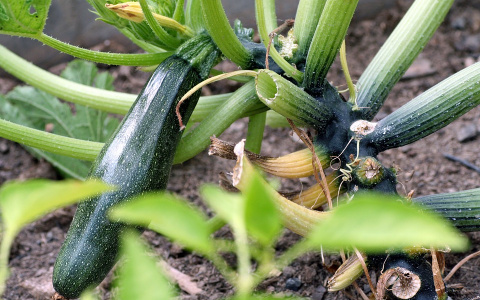 Дачникам Коми рассказали о секретах высадки укропа и кабачков