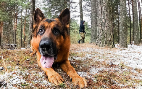 Фото дня в Сыктывкаре: немецкая овчарка на Красной горе