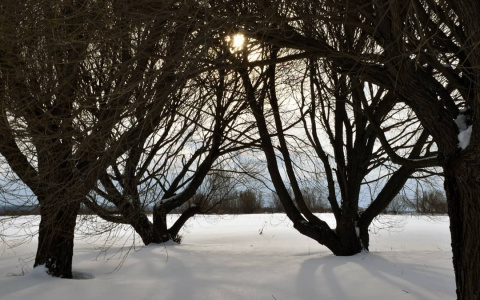 Фото дня в Сыктывкаре: зимний сон ботанического сада