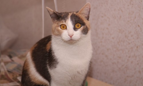 В Сыктывкаре может открыться «живой» музей: главными экспонатами станут кошки