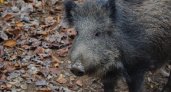В одном из районов Коми объявилось целое стадо кабанов
