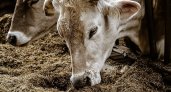 В Коми обнаружен очаг опасного заболевания рогатого скота