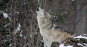 Утаскивают собак и заходят в сёла: какая ситуация с волками в Коми