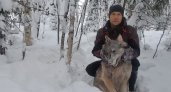 Сыктывкарец подстрелили первого волка в 2022 году