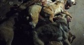 В Усинске в ангаре нашли девять мертвых собак: предполагается, что их убили