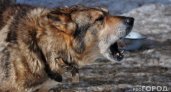 Мэр Сыктывкара подтвердила факт отравления собак, делом занимается полиция