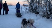 «Уставшие и измученные»: сыктывкарка испугалась за собак на аттракционе у лыжной базы