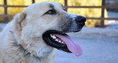 «Моя собака умерла в мучениях»: в Сыктывкаре продолжают травить животных