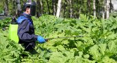 Сыктывкар потратит на борьбу с борщевиком 1,8 миллионов рублей