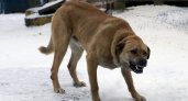Сыктывкарка получила 120 тысяч рублей за укус бродячей собаки