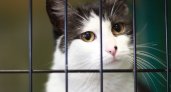 В Сыктывкаре сотни приютских кошек оказались на грани гибели