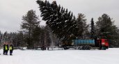 В лесу она росла: для Сыктывкара добыли новогоднюю елку