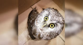 Совенок, найденный в Сыктывкаре со сломанным крылом, ищет дом