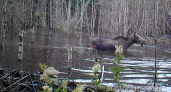 В Коми на камеру попался лось и его водные процедуры (видео)