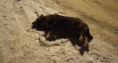 В Сыктывкаре нашли шесть трупов отравленных собак