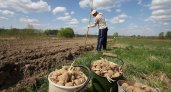Больше половины жителей Коми будут сажать картошку: "Неизвестно, что зимой будет"