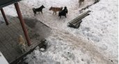 "Свора собак набросилась на моего сына": жители поселка в Коми бьют тревогу