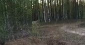В один из поселков Коми пришел волк, его сняли на видео