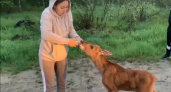 В Коми спасли сироту-лосенка, который в отчаянии метался по трассе