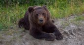 В Коми не могут прогнать медведей-"автостопщиков", которых прикормили люди