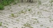 В центре Сыктывкара разгуливают два барана