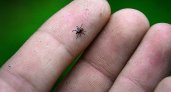 За неделю в Коми жертвами клещей стали 345 людей