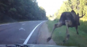 На дороге в Коми под машины прыгают лоси