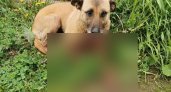 На дачах в Сыктывкаре нашли собаку с распоротой грудью