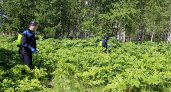 Возможно ли навсегда избавиться от борщевика: мнение сыктывкарского специалиста