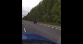 На трассе в Коми объявился еще один крупный медведь