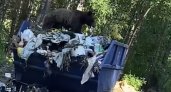 "Поворот на медведя": сыктывкарцы засняли на видео косолапого, который ел мусор