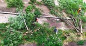 Срубили рябины, чтобы посадить рябины: сыктывкарцы жалуются на уничтожение деревьев