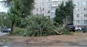 Из-за шторма в Сыктывкаре рухнуло десять деревьев