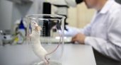 В Коми ученые купят беговую дорожку для мышей за 5 миллионов рублей