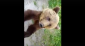 На трассе в Коми на видео сняли "дрессированного" медведя