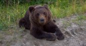 В Сыктывкаре застрелили медведя, который бродил по Краснозатонскому кладбищу