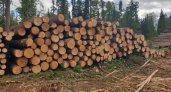 В Коми возбудили уголовное дело о незаконной вырубке краснокнижных деревьев