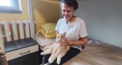 Рыжий кот Лютик помогает реабилитироваться подопечным сыктывкарского центра для бездомных