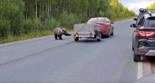 Медведь-автостопщик снова вышел на трассу в Коми