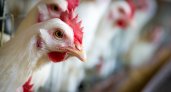 "Ситуация становится критической": эксперты опасаются вспышки птичьего гриппа в России