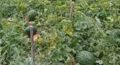 Житель Коми выращивает на своем участке арбузы и дыни