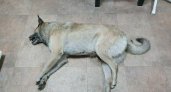 "Она мучилась от боли": в Сыктывкаре догхантеры отравили собаку 